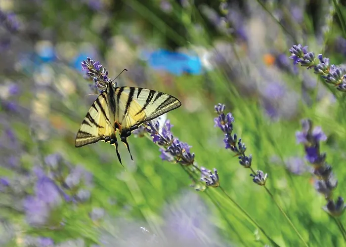 Three-bedroom In Dugogabe * Dugobabe